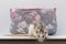 A cute little rat stands at the edge of the table and looks down. Portrait of a rodent close-up