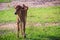 A cute little red calf cow hybrid is standing up from its breaks