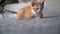 Cute little red cat  sleeping on wooden floor with window on background. Young cute little red kitty. Long haired ginger kitten pl