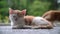 Cute little red cat  sleeping on wooden floor with window on background. Young cute little red kitty. Long haired ginger kitten pl