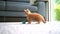 Cute little red cat  sleeping on wooden floor with window on background. Young cute little red kitty. Long haired ginger kitten pl