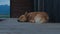 Cute little red dog sleeping on the wooden terrace. Funny puppy chilling out in backyard. Adoption stray animals concept