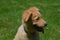 Cute Little Red Duck Dog Sitting in a Grassy Field