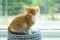 Cute little red kitten on knitted blue poof near window