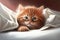 A cute little red kitten lies under the blanket. Illustration. Generative AI
