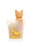 Cute little red kitten sitting in transparent bucket filled with golden tinsel Christmas decoration and looking straight at camera