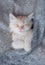 Cute little red kitten sleeps on fur white blanket