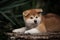 Cute little red puppy akita lie on the stone