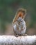 Cute Little Red Squirrel sitting on a Birch Branch