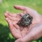 Cute little rescued chick wet Sparrow with ruffled feathers, sitting on a caring human hands in the Sunny garden