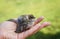 Cute little rescued chick wet Sparrow with ruffled feathers, sitting on a caring human hands in the Sunny garden