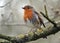 Cute little robin redbreast standing on a thick moss-covered branch in the woods