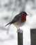Cute little robin redbreast standing on a wooden fence in a snowy forest