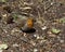 Cute little robin sitting on the ground