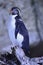 Cute little rockhopper penguin in the nature looking habitat