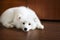 Cute little Samoyed puppy