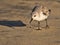 Cute little Sandpiper