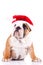 Cute little santa english bulldog