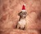 Cute little santa puppy looks up while sitting