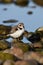 Cute Little Semipalmated Plover on rocks