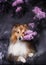 Cute little Sheltie dog with a bouquet of flowers