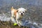 Cute Little Shih Tzu Dog with a ball on the beach.