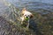 Cute Little Shih Tzu Dog with ball on the beach.