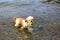 Cute Little Shih Tzu Dog with a ball on the beach.