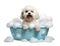 Cute little Shih-Tzu dog in a bath with foam, isolated on white background, cute pet concept, realistic 3D illustration,