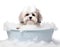 Cute little Shih-Tzu dog in a bath with foam, isolated on white background, cute pet concept, realistic 3D illustration,