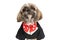 Cute little shih tzu doggy wearing elegant costume and bowtie