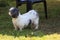 Cute little shih tzu posing in the nature.