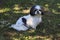 Cute little shih tzu posing in the nature.