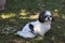 Cute little shih tzu posing in the nature.