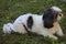 Cute little shih tzu posing in the nature.