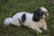 Cute little shih tzu posing in the nature.