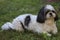 Cute little shih tzu posing in the nature.