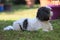 Cute little shih tzu posing in the nature.