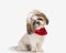 cute little shih tzu puppy with red bandana and ponytails tilting head