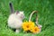 Cute little siamese kitten near a basket with flowers