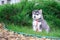 Cute little siberian husky puppy in grass