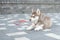 Cute little siberian husky puppy outdoor
