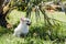 Cute little smiling dog Chihuahua in garden on grass under palm tree is resting on hot sunny summer day