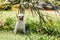 Cute little smiling dog Chihuahua in garden on grass under palm tree is resting on hot sunny summer day. copy space