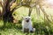 Cute little smiling dog Chihuahua in garden on grass under palm tree is resting on hot sunny summer day. copy space