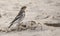 Cute little snow bunting