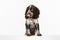 Cute little spaniel dog with tongue looking away on white background