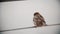 A cute little sparrow sitting on the stretched rope. Adorable bird. Slow motion