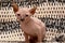 Cute little sphinx cat. Don Sphynx kitten on a black and white background