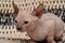 Cute little sphinx cat. Don Sphynx kitten on a black and white background